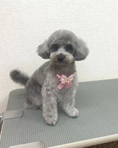 トイプードルのシャンプーカット2022年11月13日