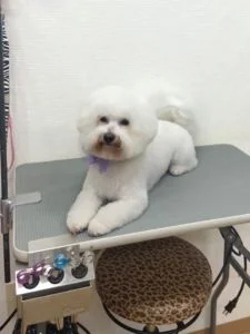 ビションフリーゼのシャンプーカット2022年11月22日