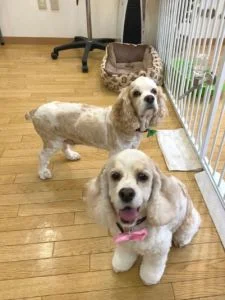 Aコッカ―のシャンプーカット2022年11月29日