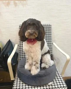 オーストラリアンラブラドゥードルのシャンプーカット2022年11月22日