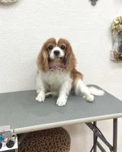 キャバリアのシャンプーセット2022年11月22日