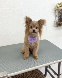 ポメプーのシャンプーカット2022年11月25日