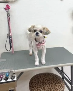 Mix犬のシャンプーカット2022年11月26日