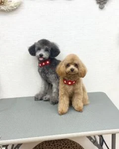 トイプードルのシャンプーカット2022年11月22日