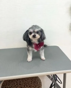 シャンプーカット2022年11月25日