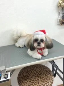 シーズーのシャンプーカット2022年12月12日