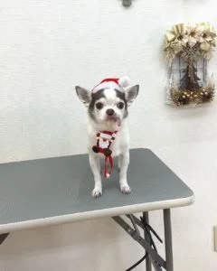 チワワのシャンプーセット2022年12月14日