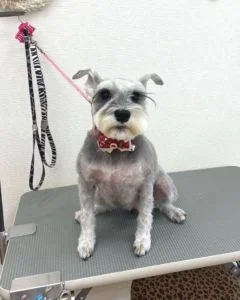 ミニチュアシュナウザーのシャンプーカット2022年12月4日