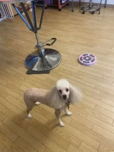 トイプードルのシャンプーカット2022年12月6日