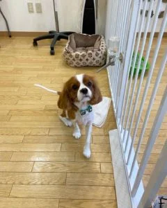 キャバリアのシャンプーカット2022年12月7日