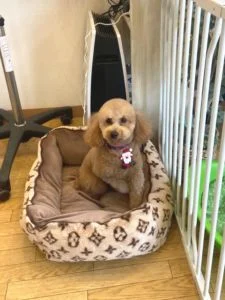 トイプードルのシャンプーカット2022年12月9日