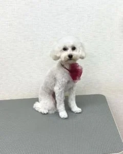 トイプードルのシャンプーカット2022年11月30日