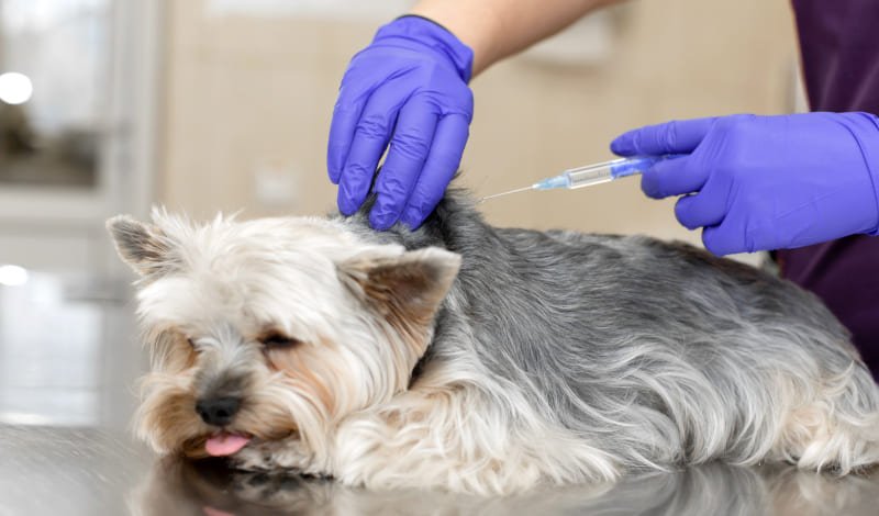 『ペットの健康を守るために知っておきたいワクチン』-アイキャッチ